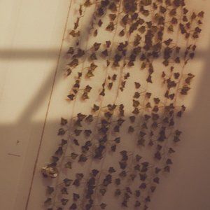 Meet your Posher, Jolene